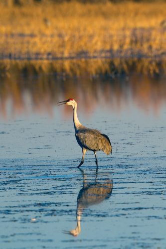 Sandhill Crane Migration